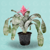 Bromelia