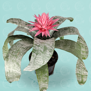 Bromelia