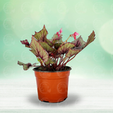 Begonia Rex