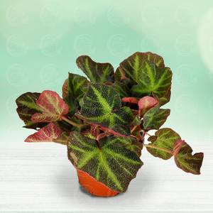 Begonia Rex