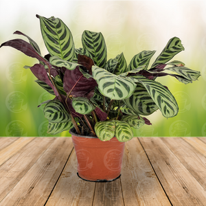 Calathea Makoyana