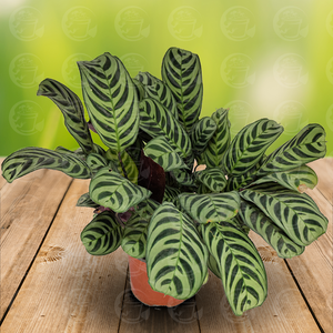 Calathea Makoyana