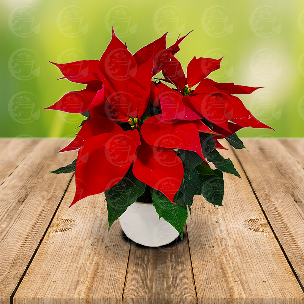 Arreglo de Nochebuena con Maceta de Ceramica Blanca