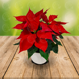 Arreglo de Nochebuena con Maceta de Ceramica Blanca
