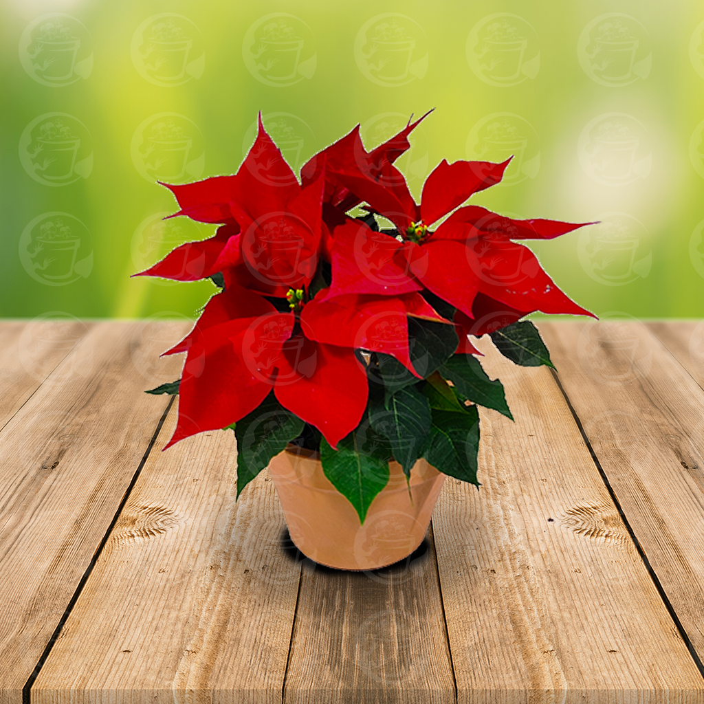 Arreglo de Nochebuena con Maceta de Terracota