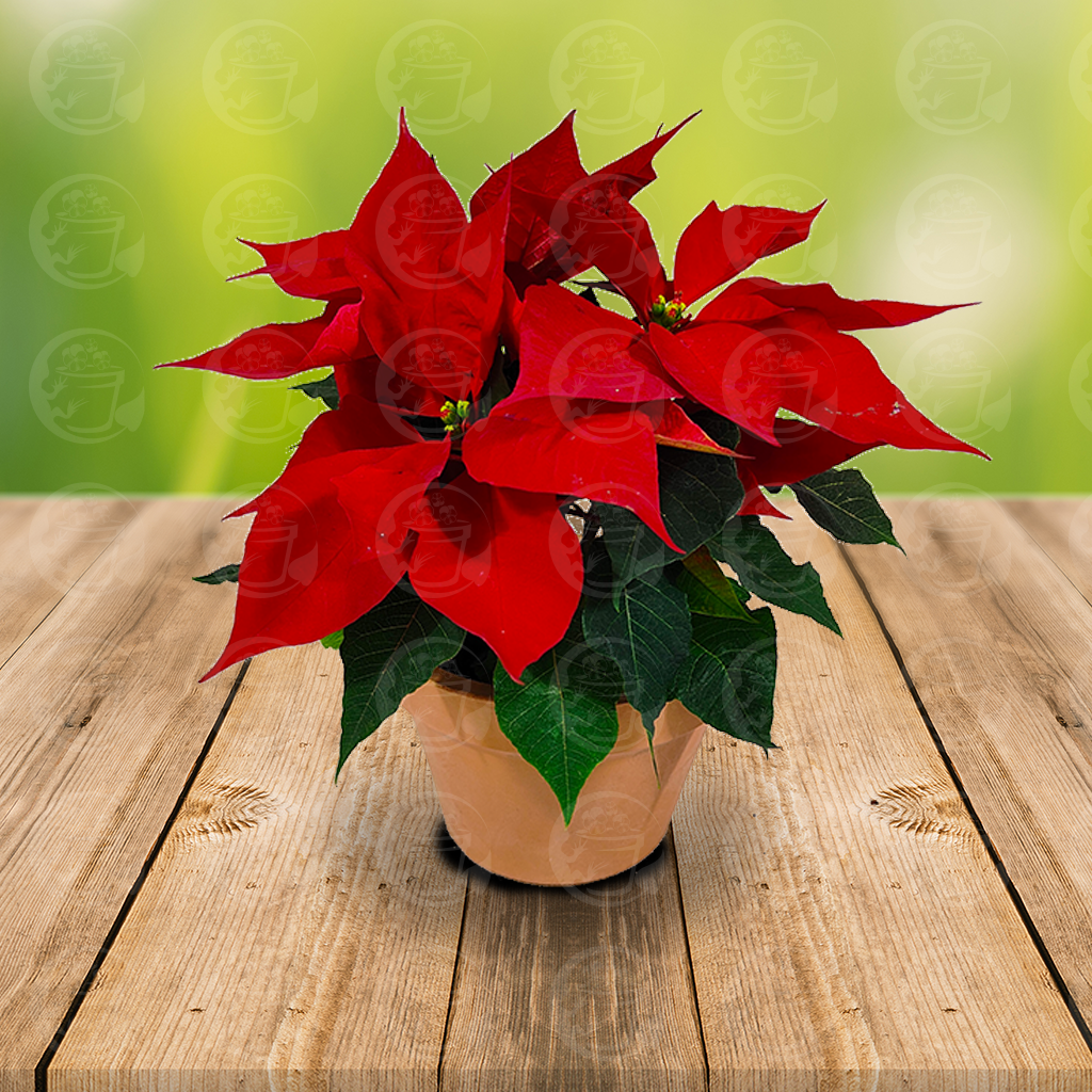 Arreglo de Nochebuena con Maceta de Terracota