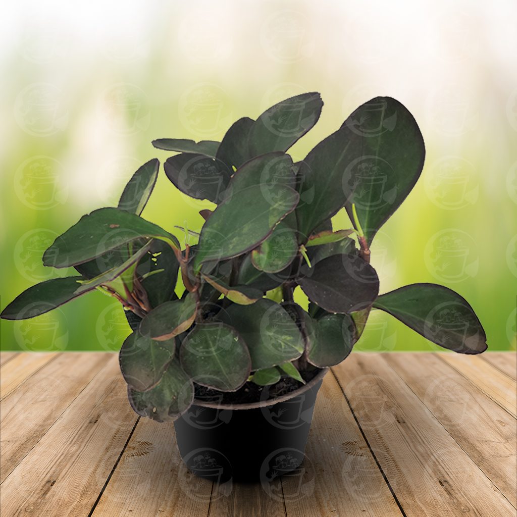 Peperomia clusiifolia